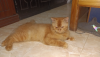 Parshian cat male pure breed